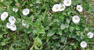 Nejlepší kontrolní opatření, jak se trvale zbavit svlačec na místě